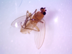 Lonchoptera bifurcata