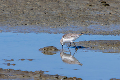 Calidris pusilla