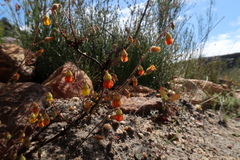 Hermannia cuneifolia