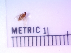 Lonchoptera bifurcata