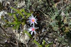 Lampranthus ceriseus