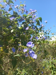 Jacquemontia pentanthos