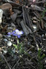 Heliophila linearis
