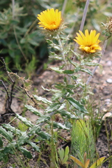 Berkheya barbata