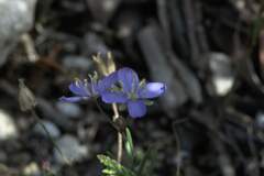 Heliophila linearis