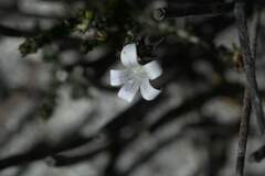 Wahlenbergia tenella
