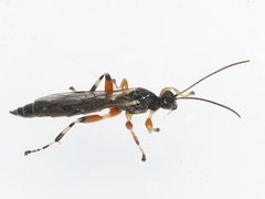 Schizopyga frigida