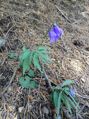 Campanula scheuchzeri