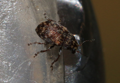 Araecerus