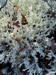 Cladonia boryi