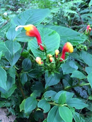 Centropogon granulosus