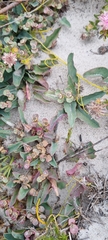 Euphorbia tuberosa