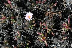 Lampranthus ceriseus