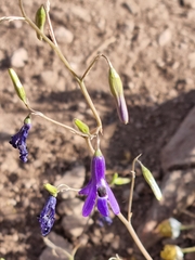 Conanthera trimaculata