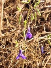 Conanthera trimaculata