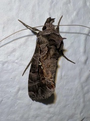 Plusiopalpa dichora