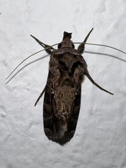 Plusiopalpa dichora