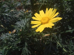 Glebionis coronaria
