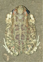 Sclerophrys garmani