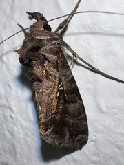 Plusiopalpa dichora