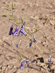 Conanthera trimaculata