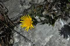 Berkheya coriacea