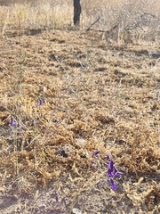 Conanthera trimaculata