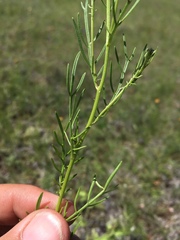 Adenophyllum wrightii