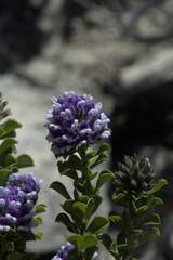 Psoralea bracteolata