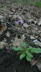 Primula fassettii
