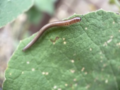 Parajulinae