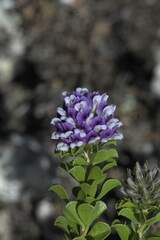 Psoralea bracteolata