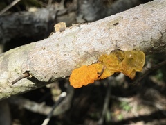 Tremella mesenterica