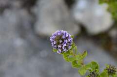 Psoralea bracteolata
