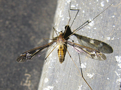 Leptotarsus huttoni