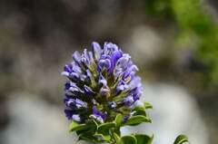 Psoralea bracteolata