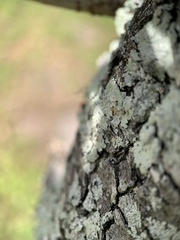 Brachymyrmex obscurior