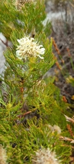 Serruria glomerata