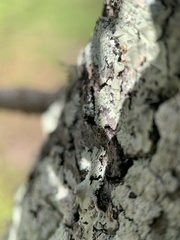 Brachymyrmex obscurior