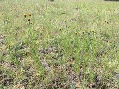 Adenophyllum wrightii