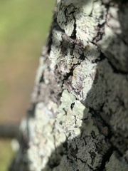 Brachymyrmex obscurior