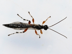 Schizopyga frigida