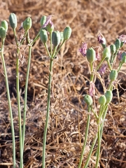 Leucocoryne ixioides