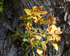 Cinnamomum glanduliferum