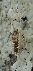 Brachymyrmex obscurior
