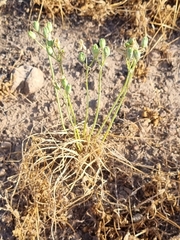 Leucocoryne ixioides