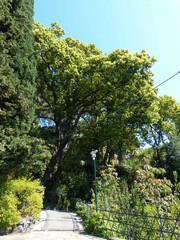 Cinnamomum glanduliferum
