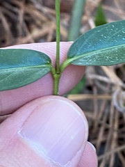 Thyrsanthella difformis