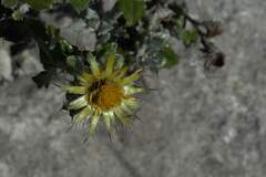 Berkheya coriacea