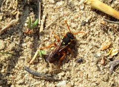 Nomada fucata